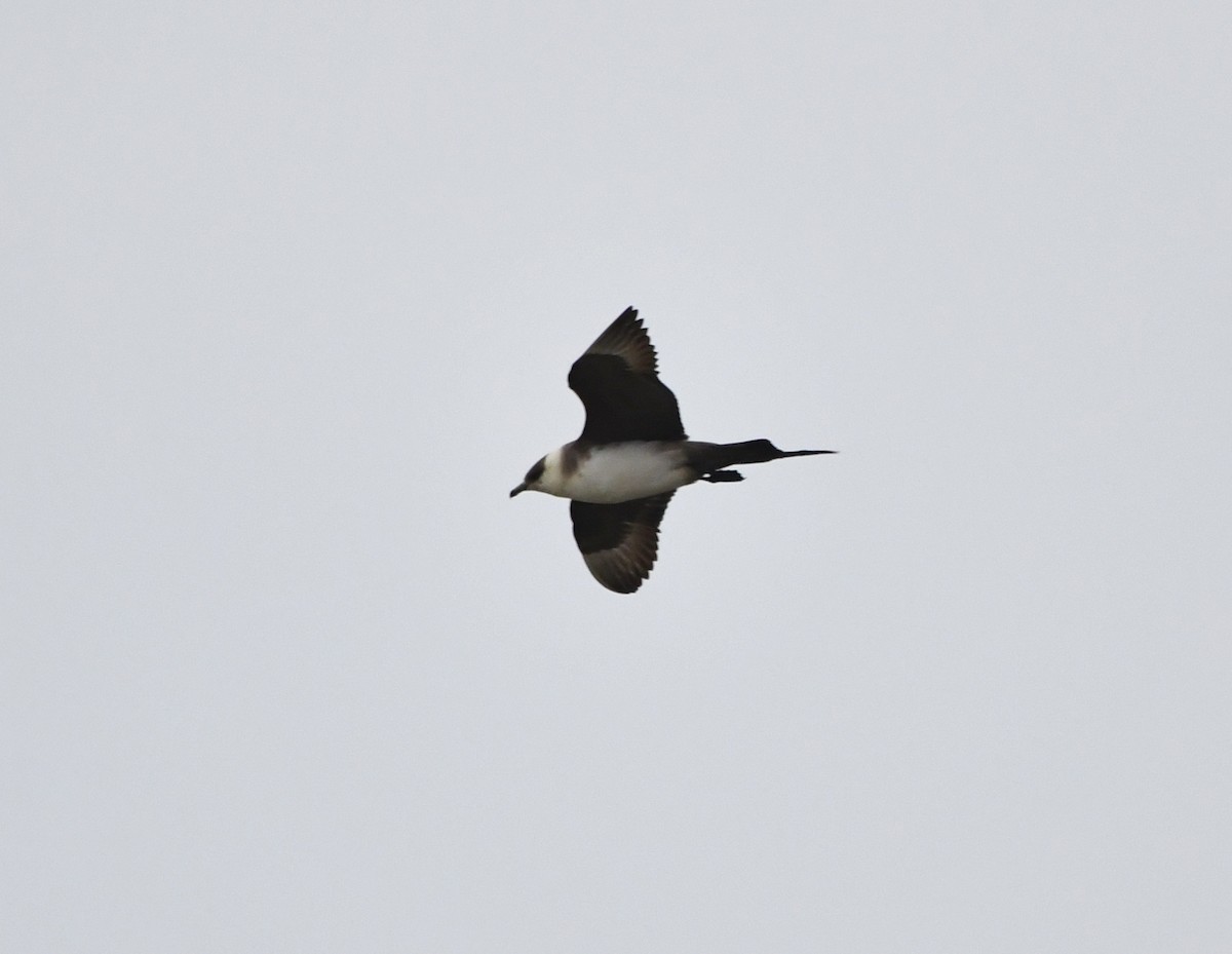 Parasitic Jaeger - Stéphane Barrette