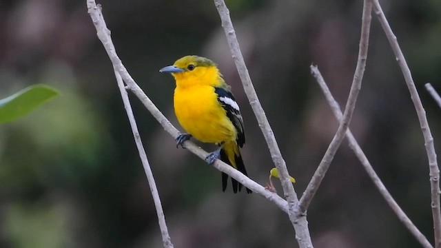 Common Iora - ML607071561