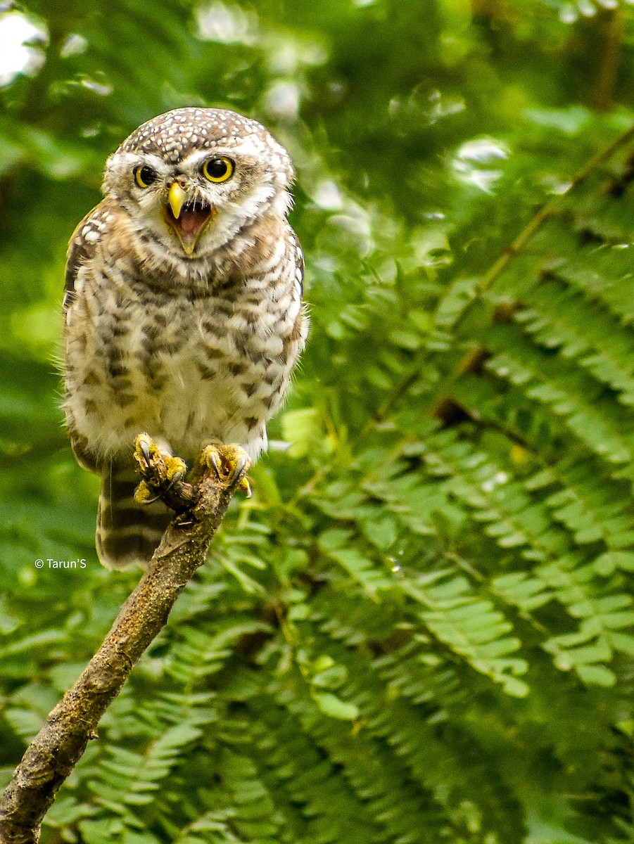 Spotted Owlet - ML607071881