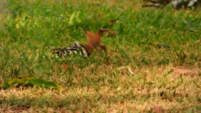 Eurasian Hoopoe (Eurasian) - ML607072021