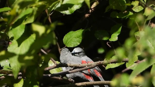 Black-tailed Waxbill - ML607072251