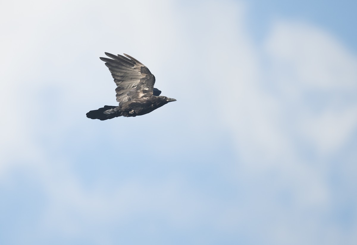 Carrion Crow - Dong Yan