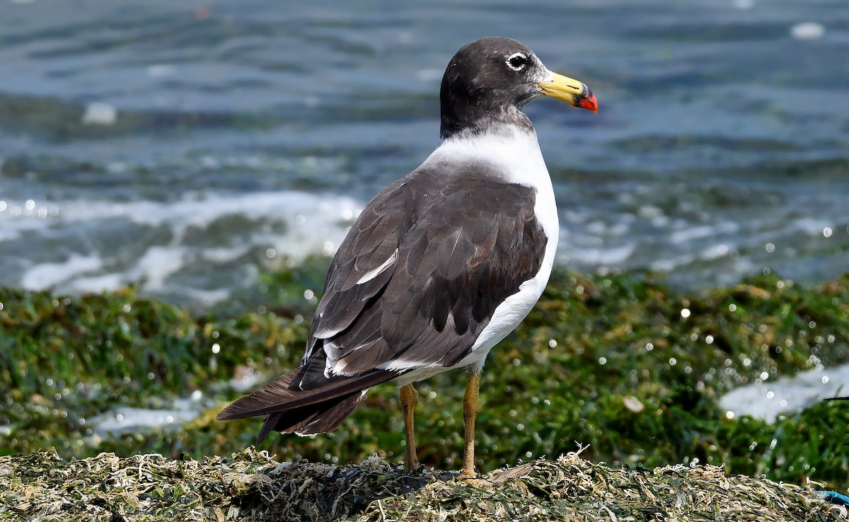 Belcher's Gull - ML607073371