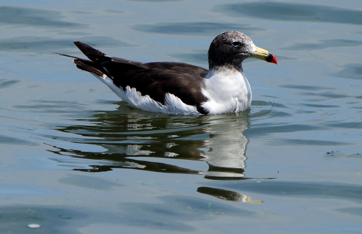 Belcher's Gull - ML607073381