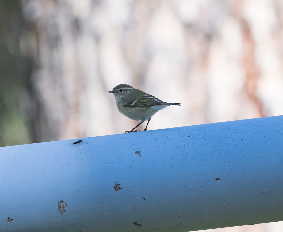 Hume's Warbler - ML607073401