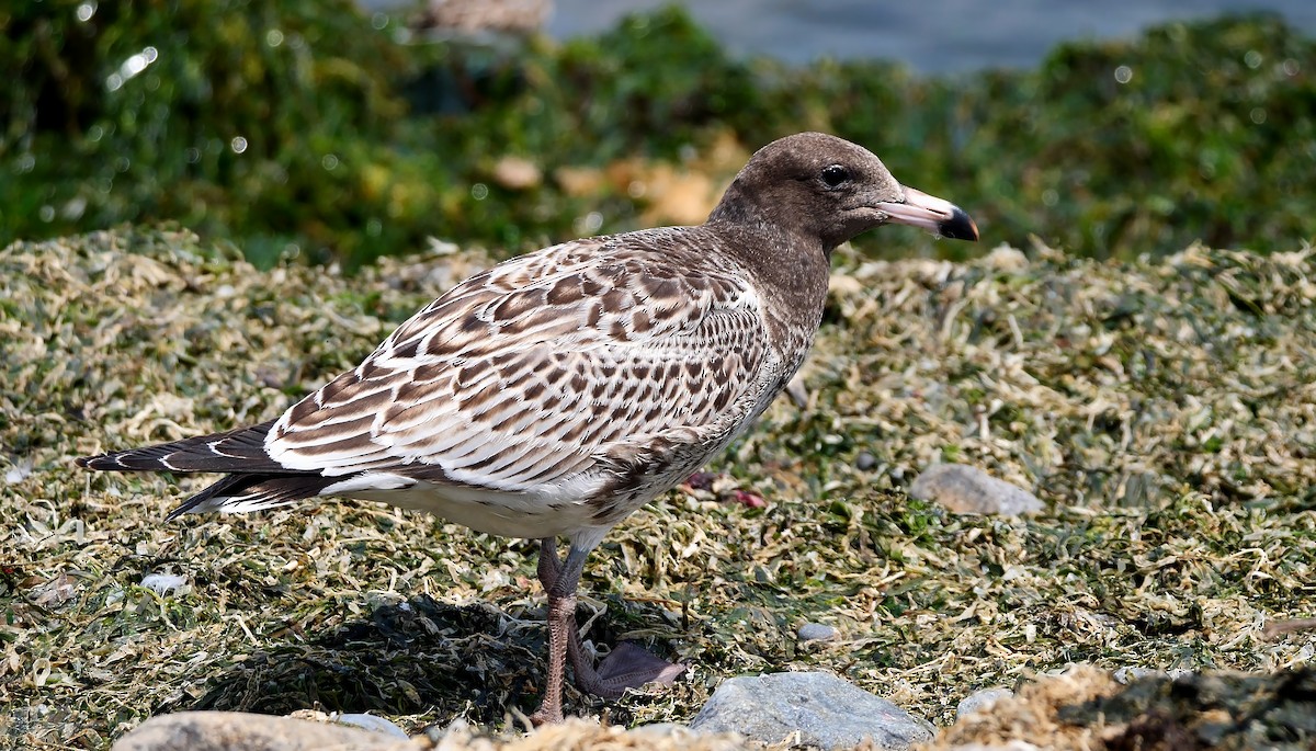 Belcher's Gull - ML607073411