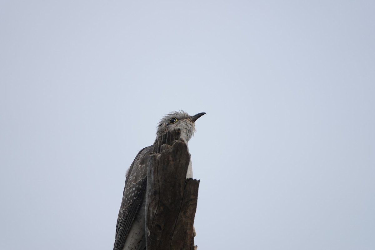 Pallid Cuckoo - ML607073631