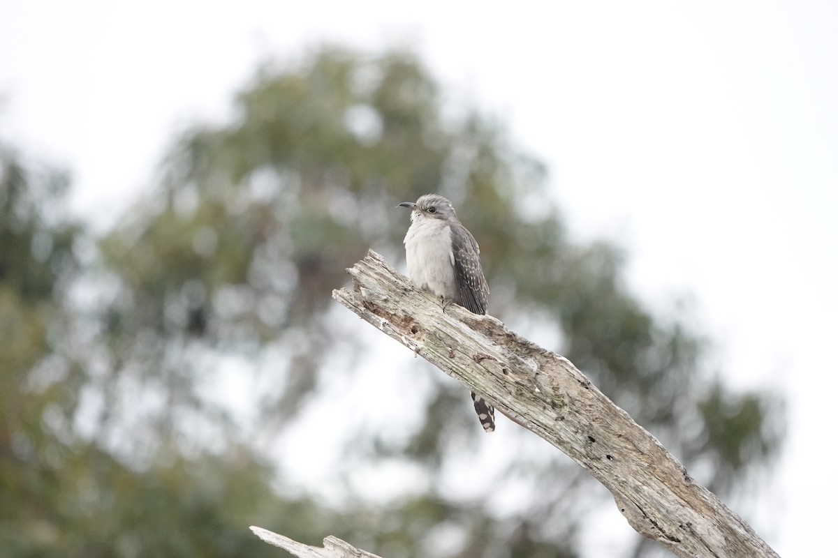 Pallid Cuckoo - ML607073641