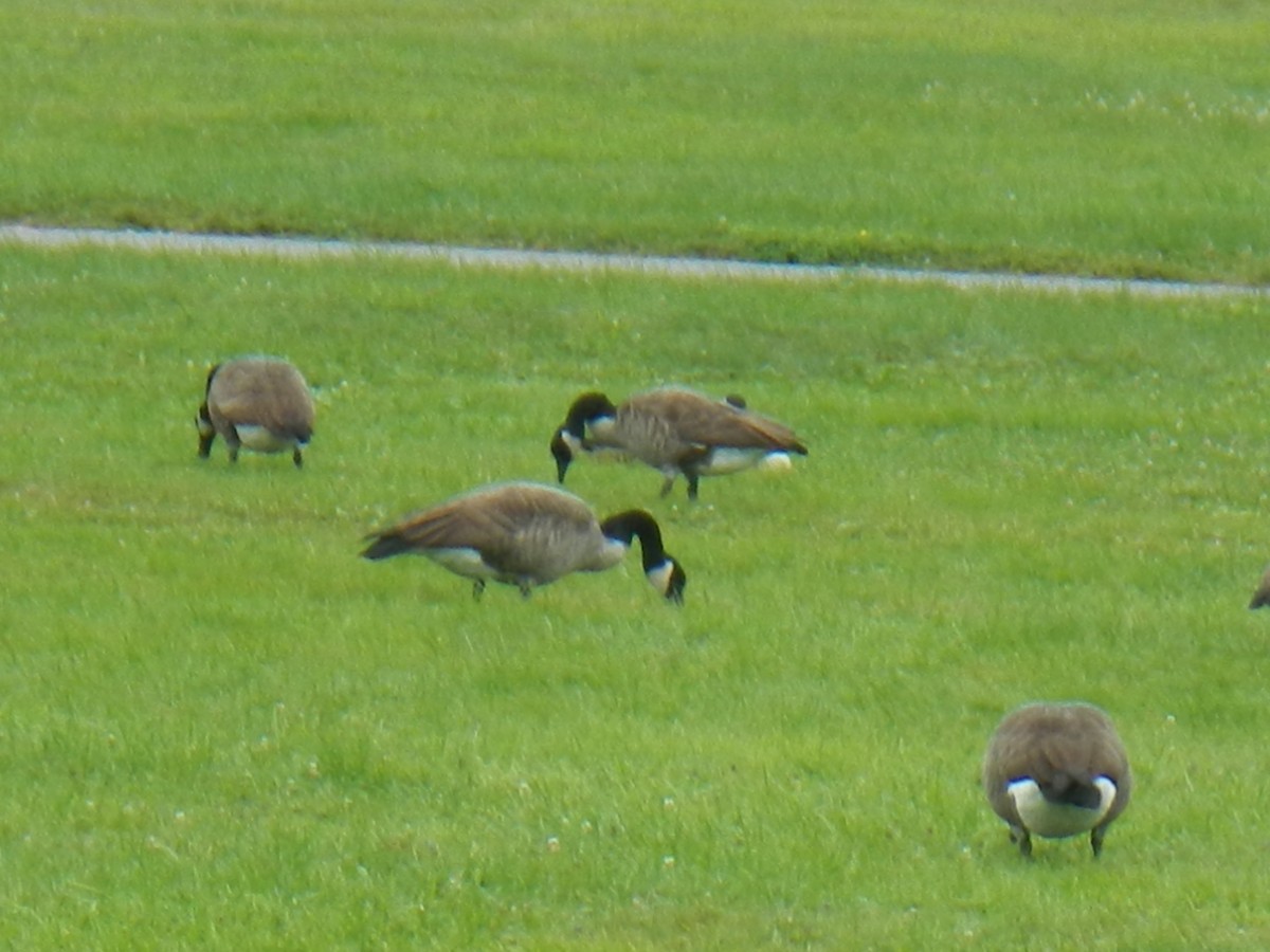 Canada Goose - ML607073761