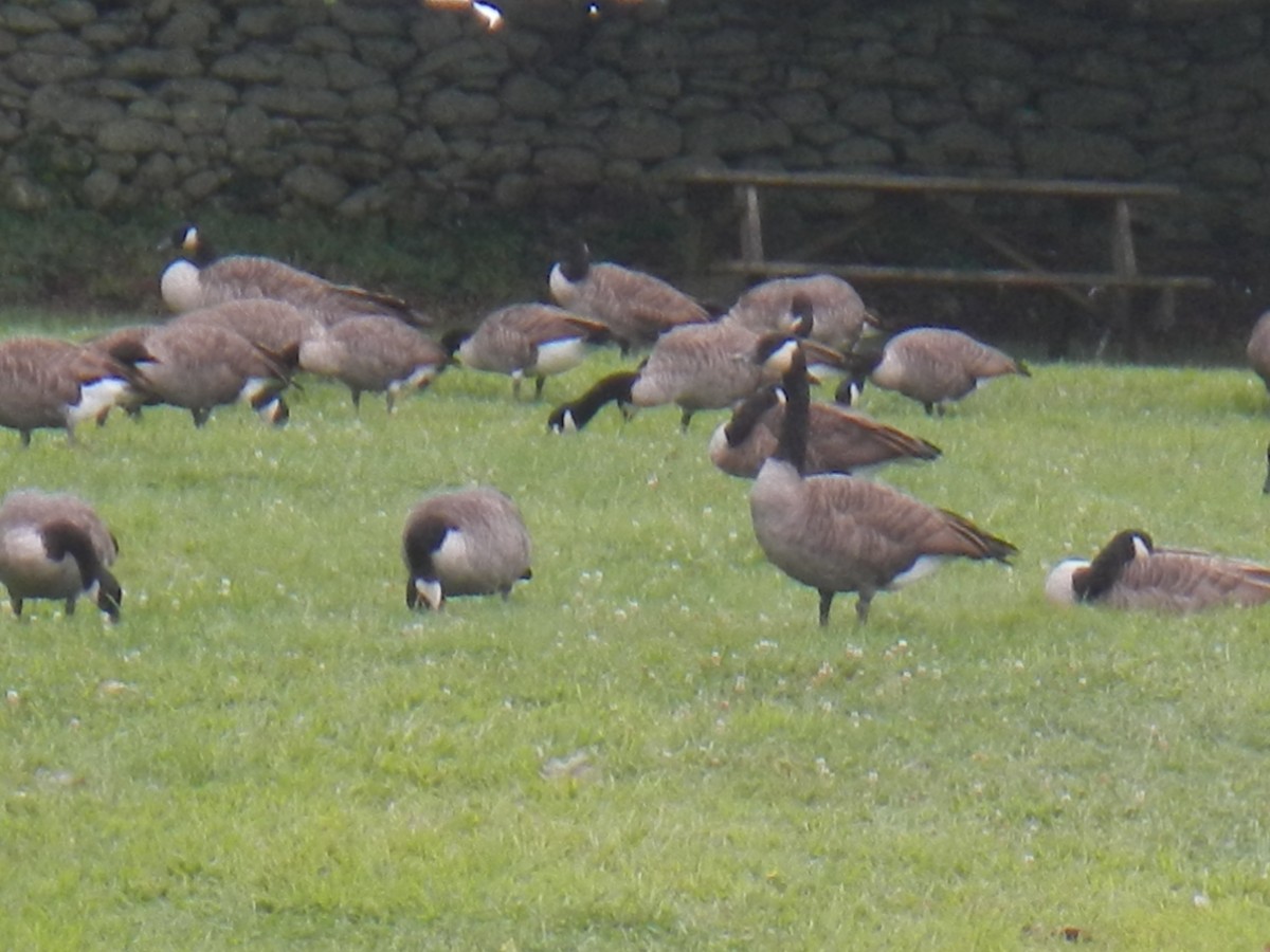 Canada Goose - ML607073791