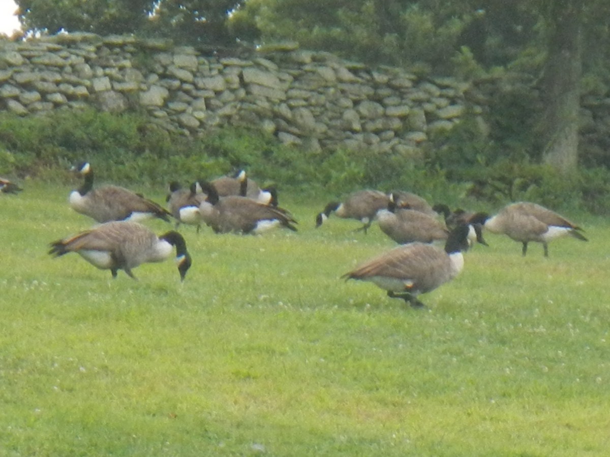 Canada Goose - ML607073811