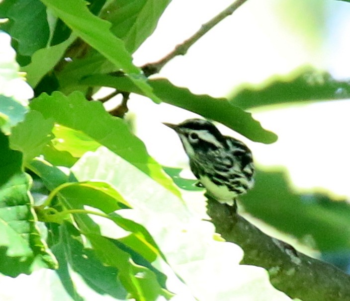 Black-and-white Warbler - ML60707411