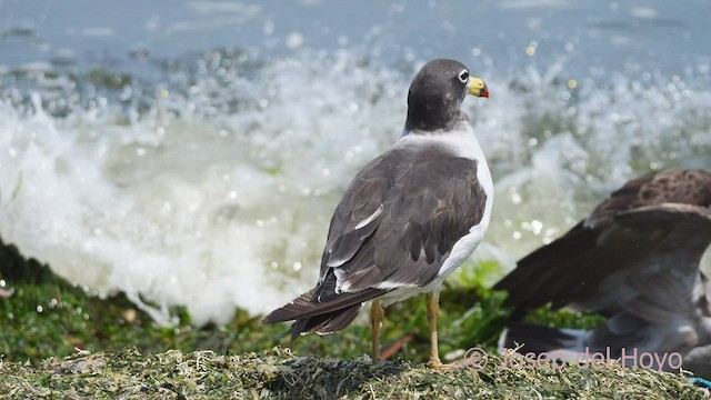 Goéland siméon - ML607074371