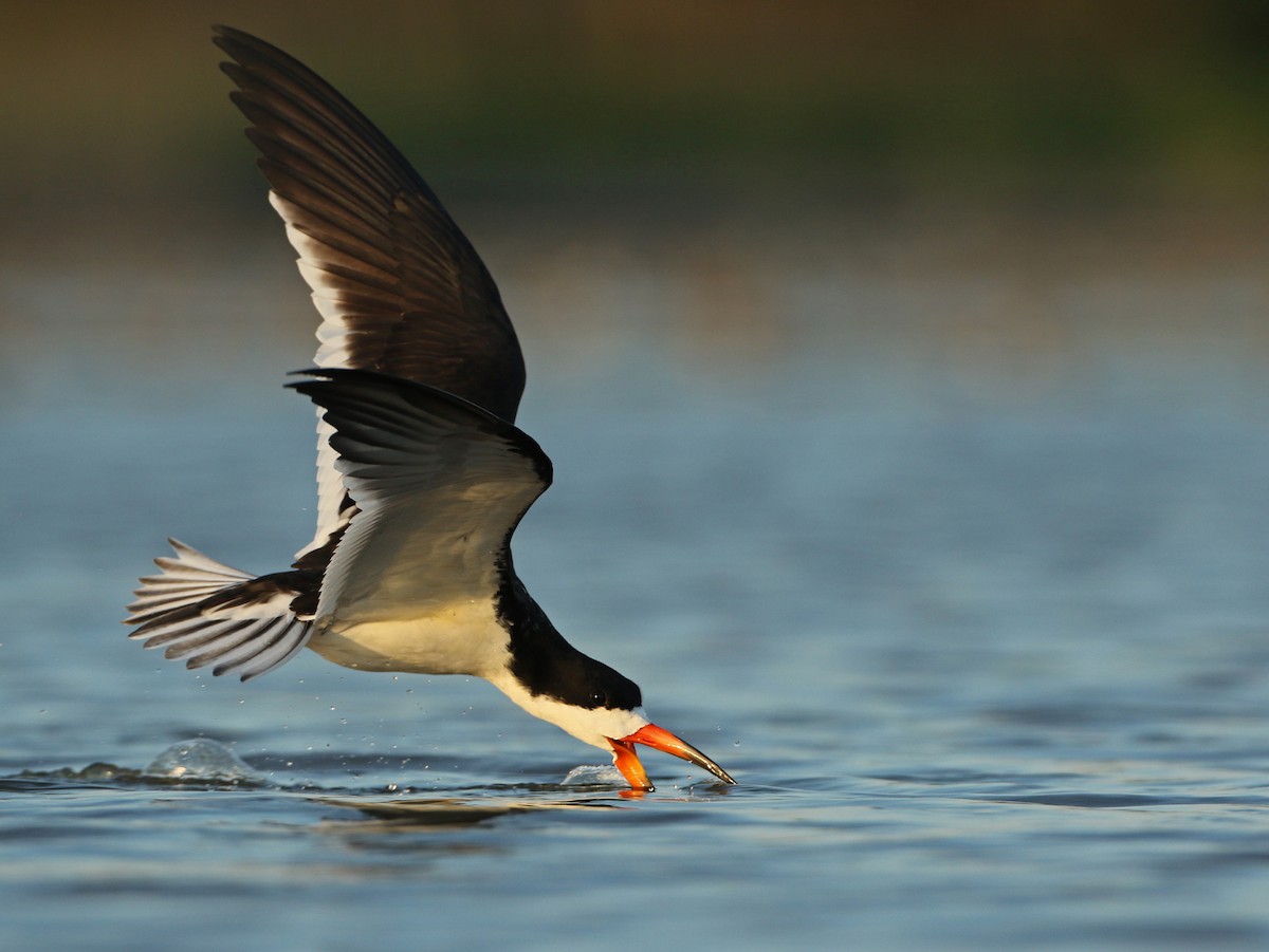 Black Skimmer - Luke Seitz