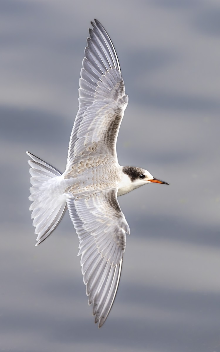 Common Tern - ML607075071