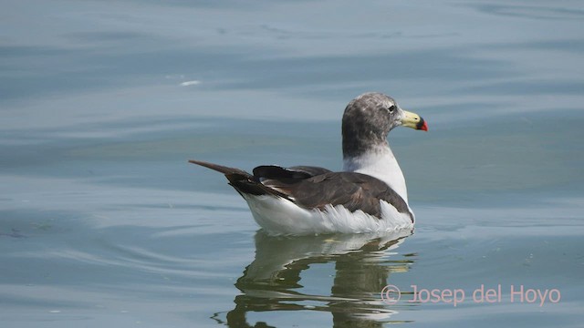 Belcher's Gull - ML607075381