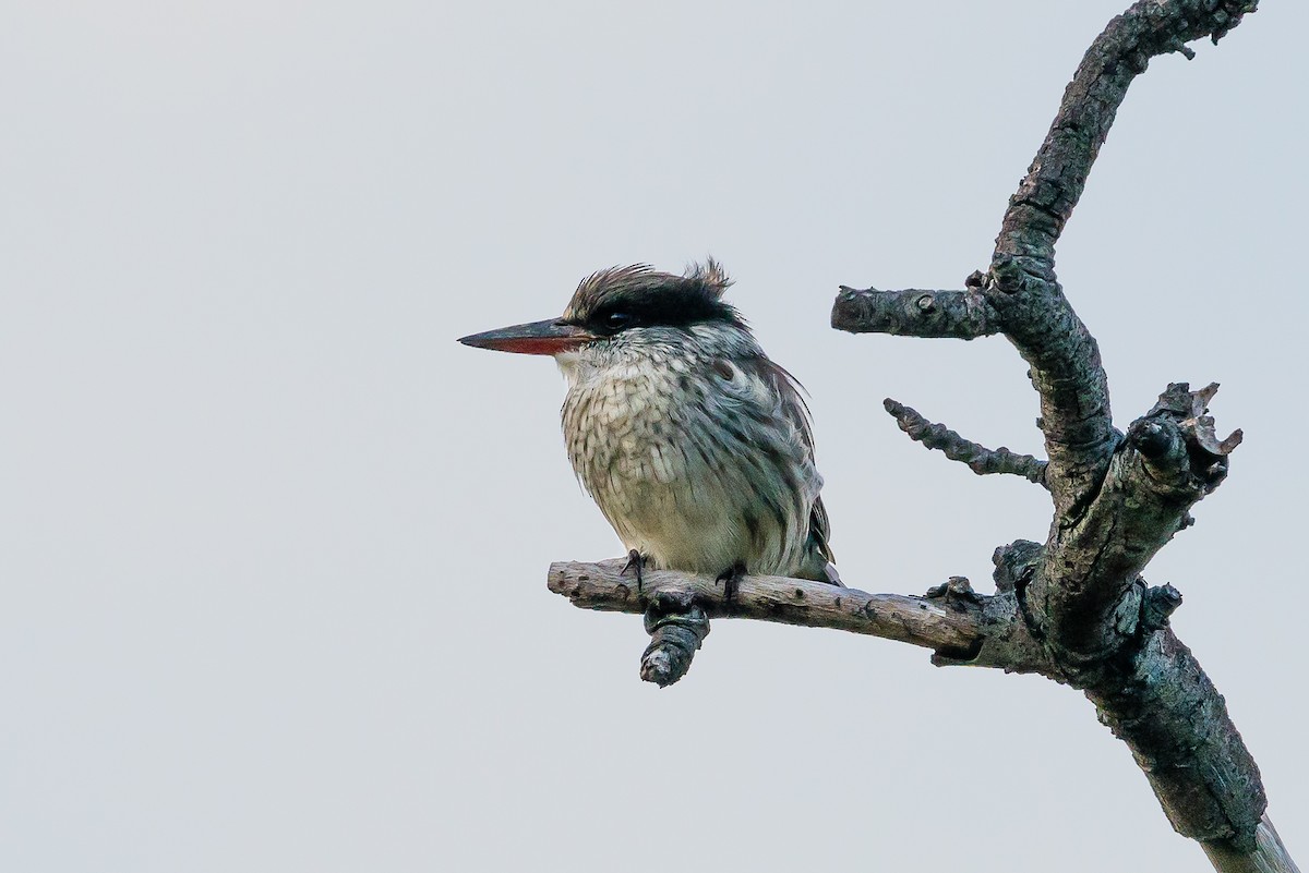 Striped Kingfisher - Bob Hurst