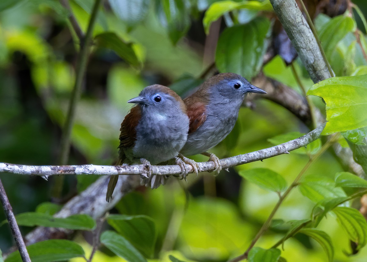 Chestnut-winged Babbler - Joo Aun Hneah