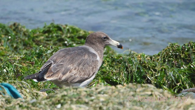 Belcher's Gull - ML607077341