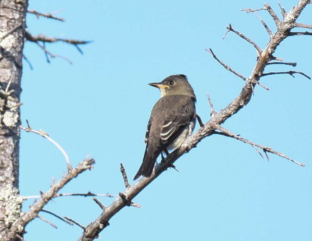 Olive-sided Flycatcher - ML607077421