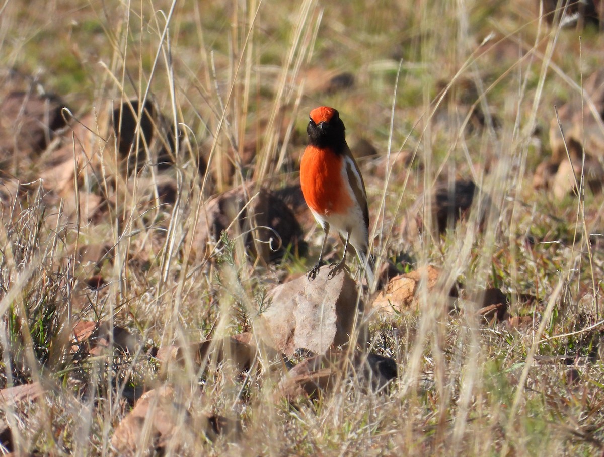 Red-capped Robin - ML607077961