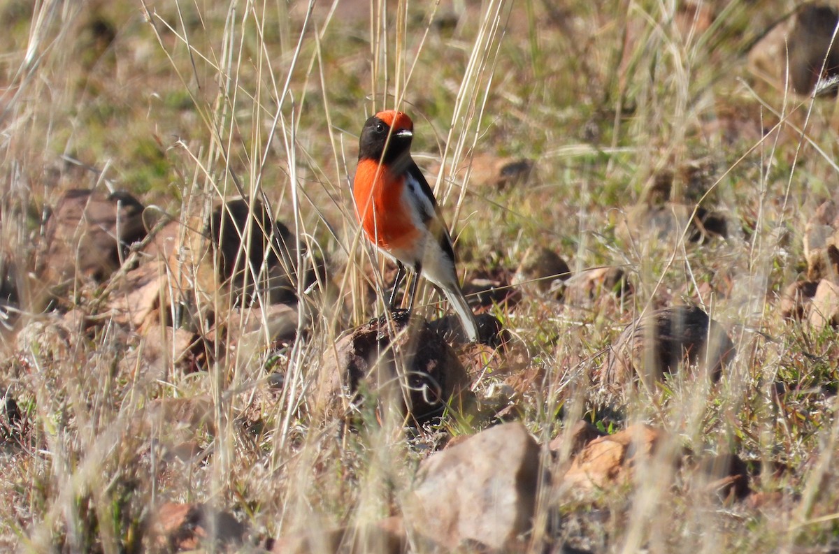 Red-capped Robin - ML607077971