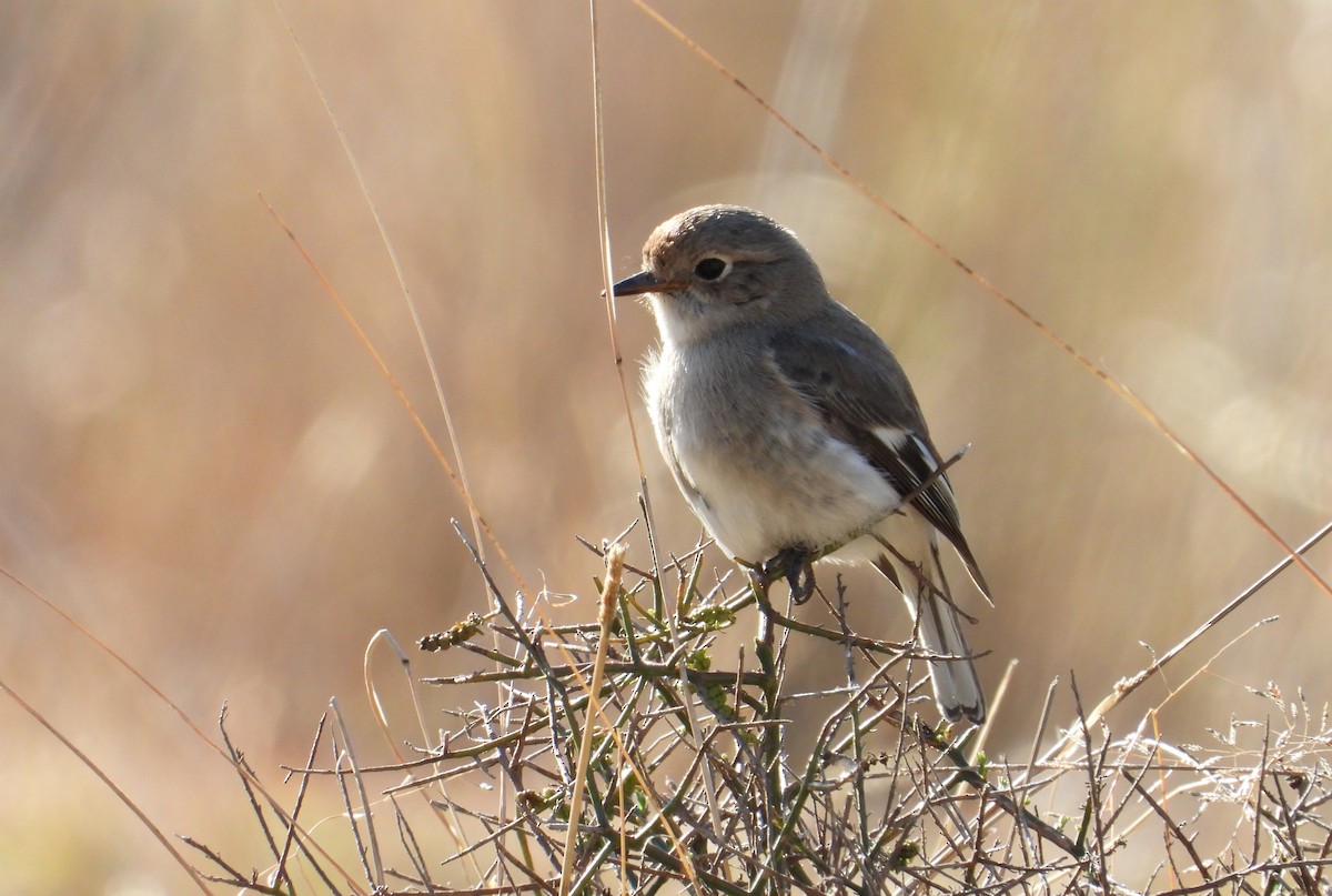 Red-capped Robin - ML607077991