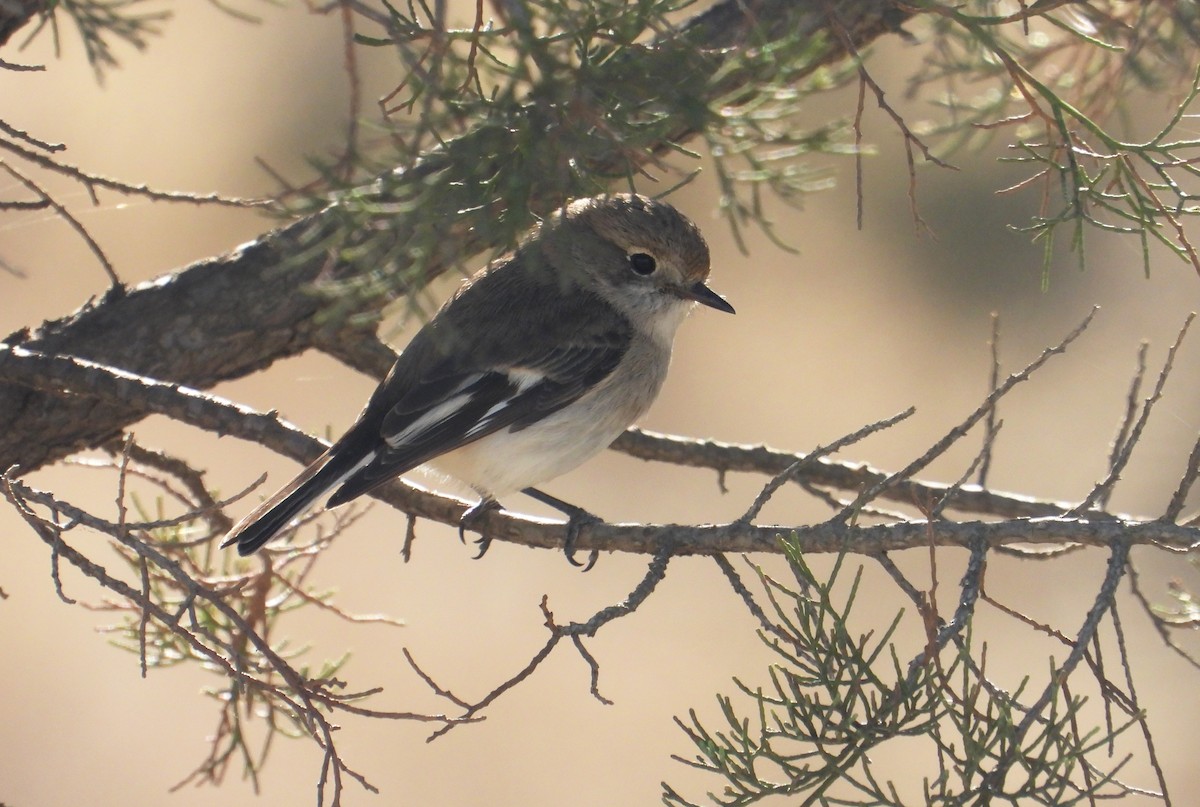 Red-capped Robin - ML607078021