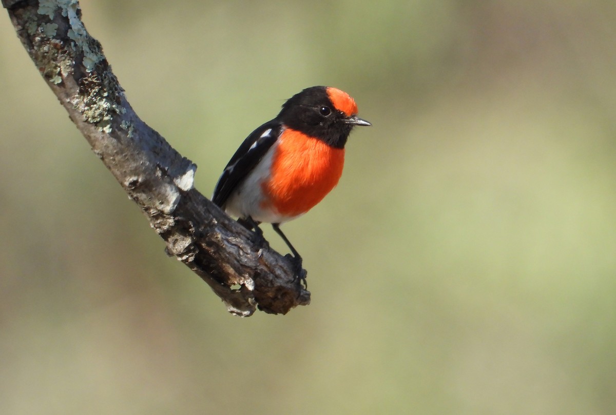 Red-capped Robin - ML607078041