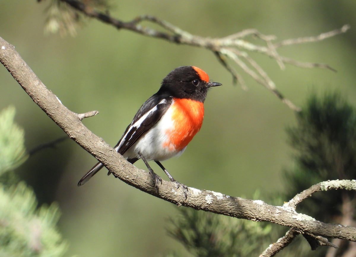 Red-capped Robin - ML607078051