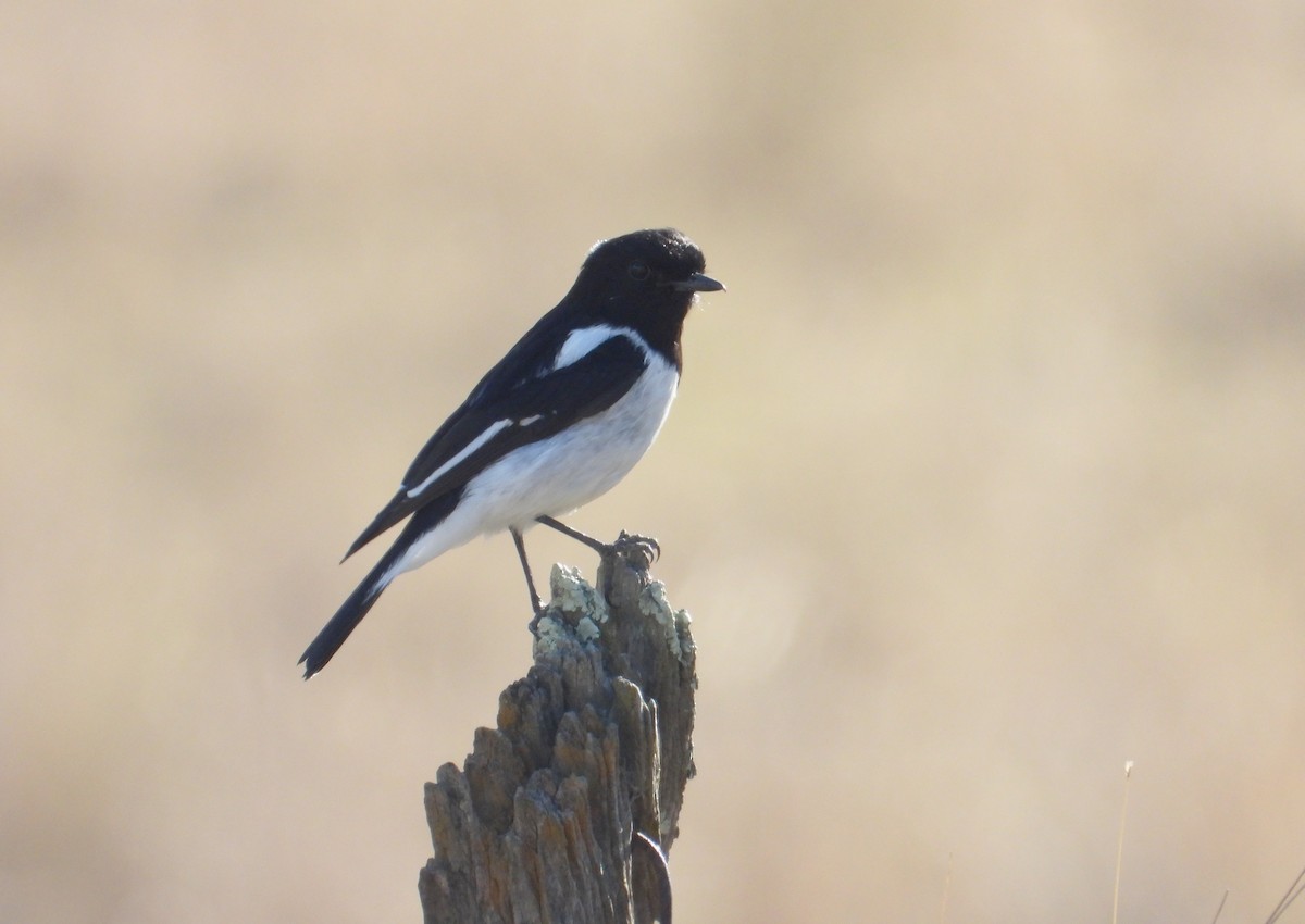 Hooded Robin - ML607078111