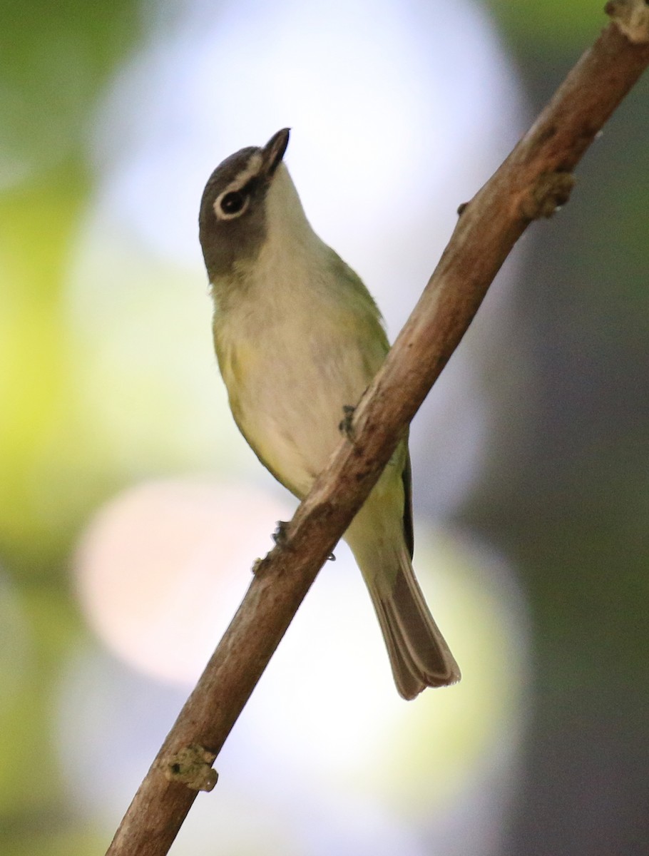 Blue-headed Vireo - ML60707821