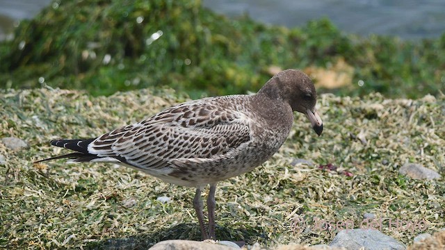 Belcher's Gull - ML607078561