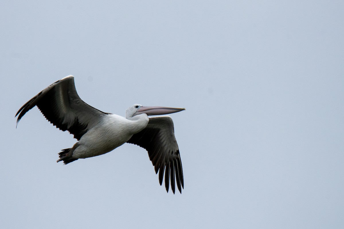 pelikán australský - ML607078821