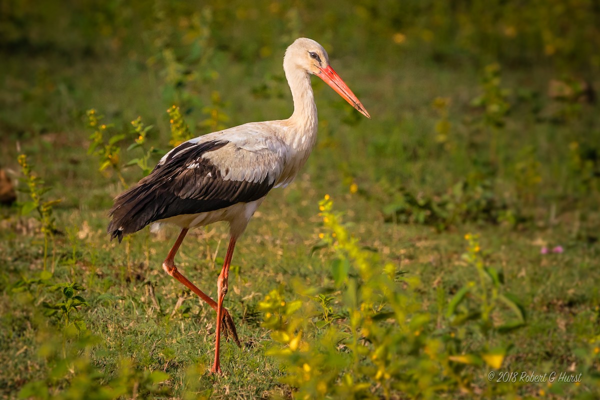 White Stork - Bob Hurst