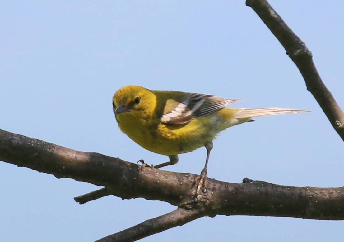 Pine Warbler - ML60707921