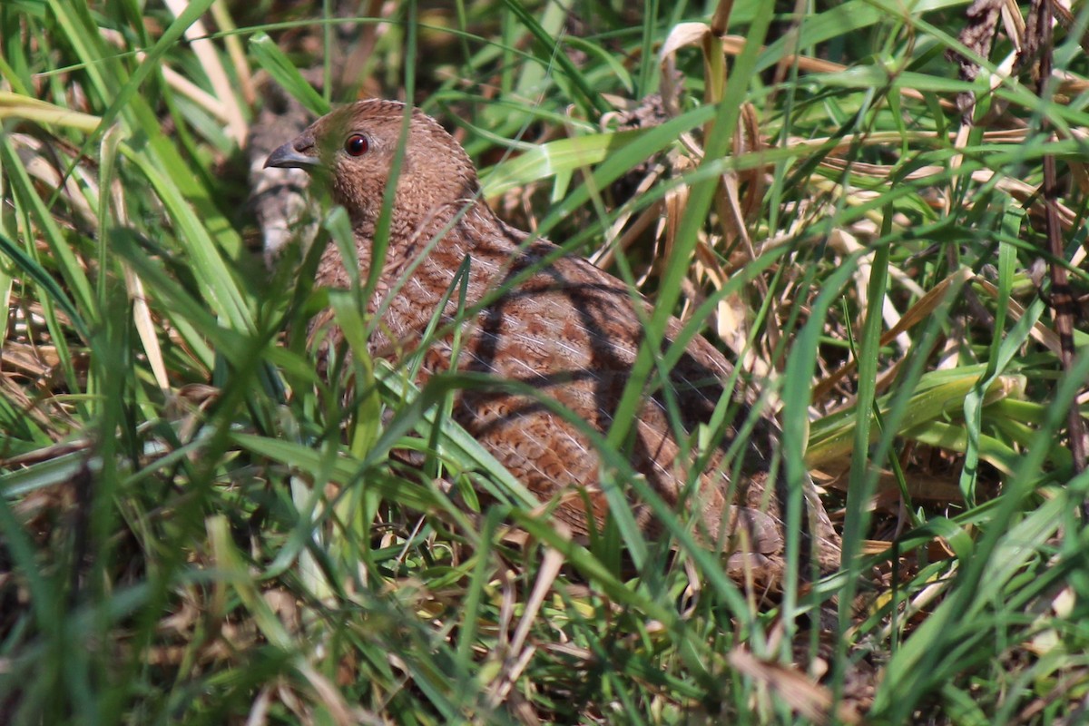 Brown Quail - ML607079221