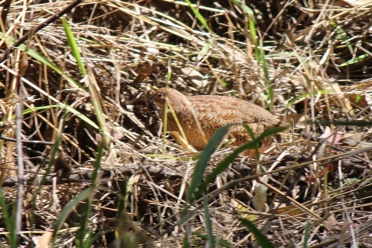 Brown Quail - ML607079241