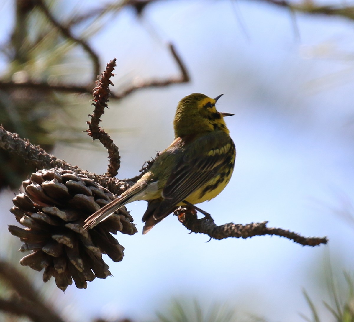 Prairie Warbler - ML60707971