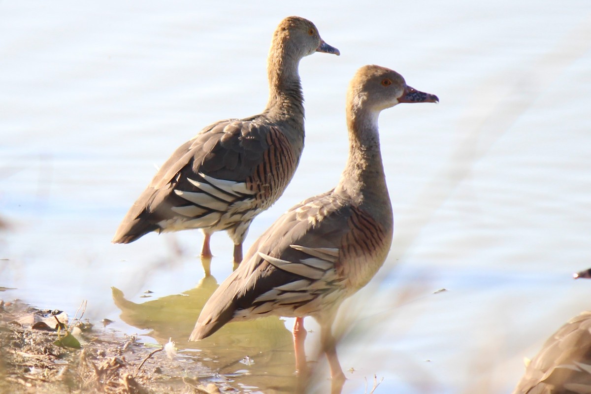 Plumed Whistling-Duck - ML607079861