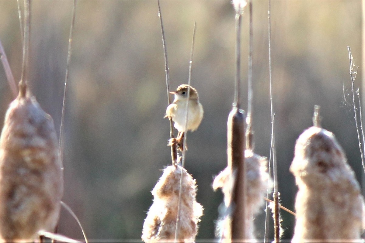 Golden-headed Cisticola - ML607079991