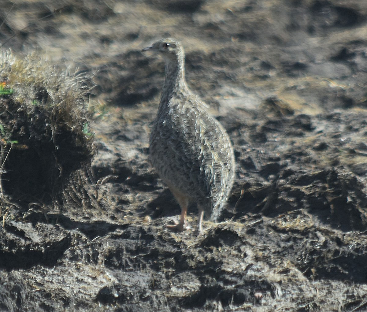 Нотура Дарвіна - ML607080691