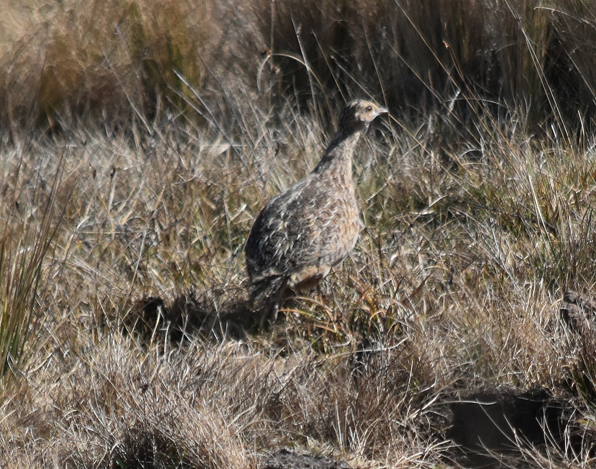 Tinamou de Darwin - ML607080701