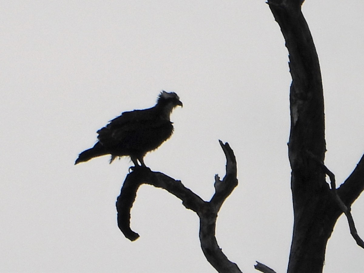 Osprey (Australasian) - ML607081501