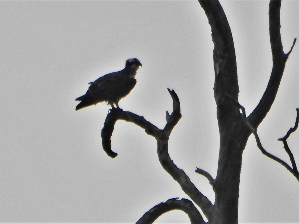 Osprey (Australasian) - ML607081511