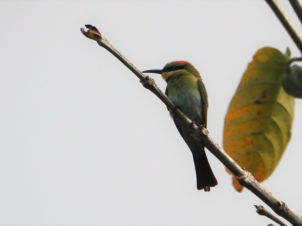 Rainbow Bee-eater - ML607081781