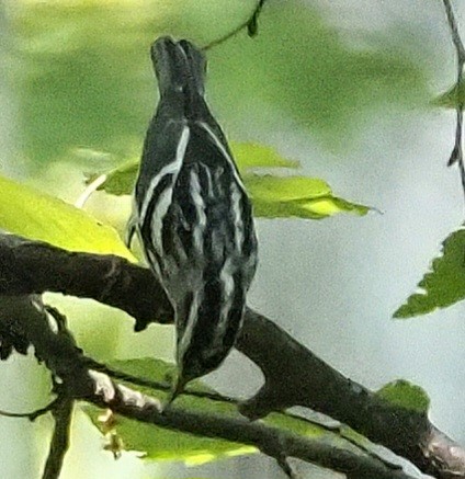 Black-and-white Warbler - ML607082461