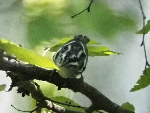 Black-and-white Warbler - ML607082471