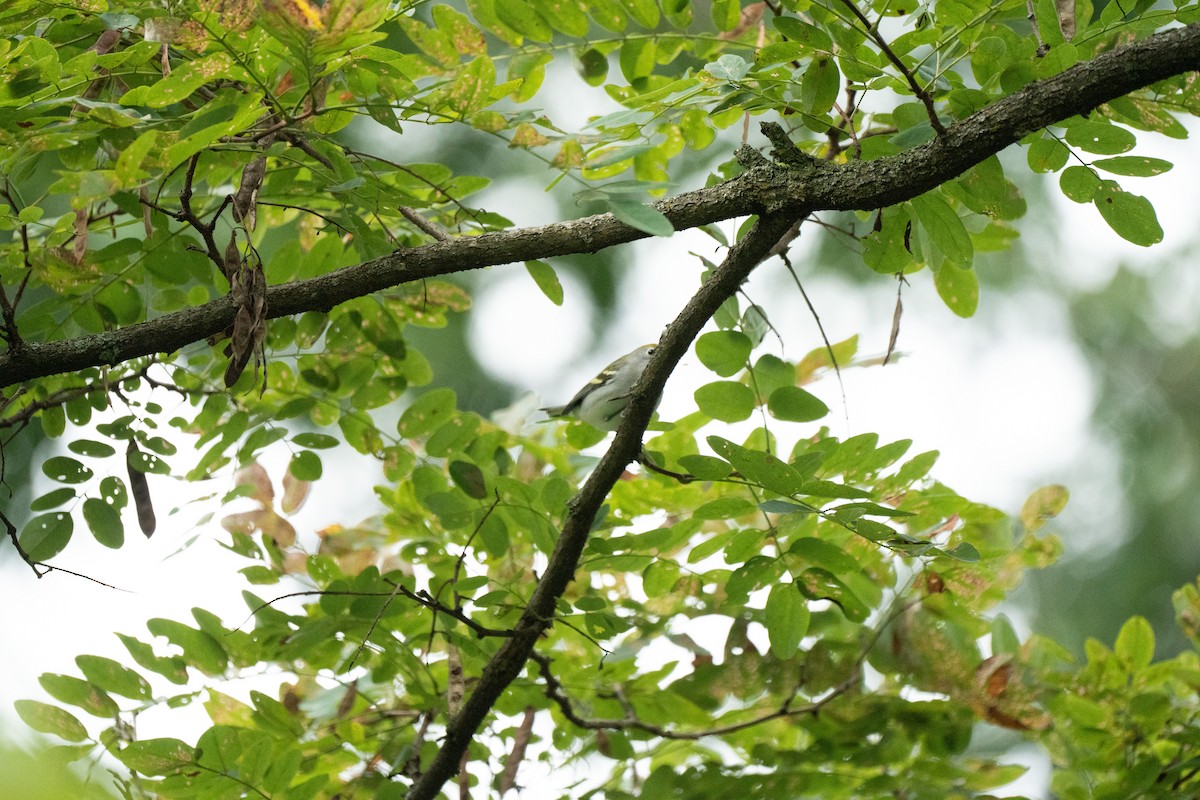 Chestnut-sided Warbler - ML607082891