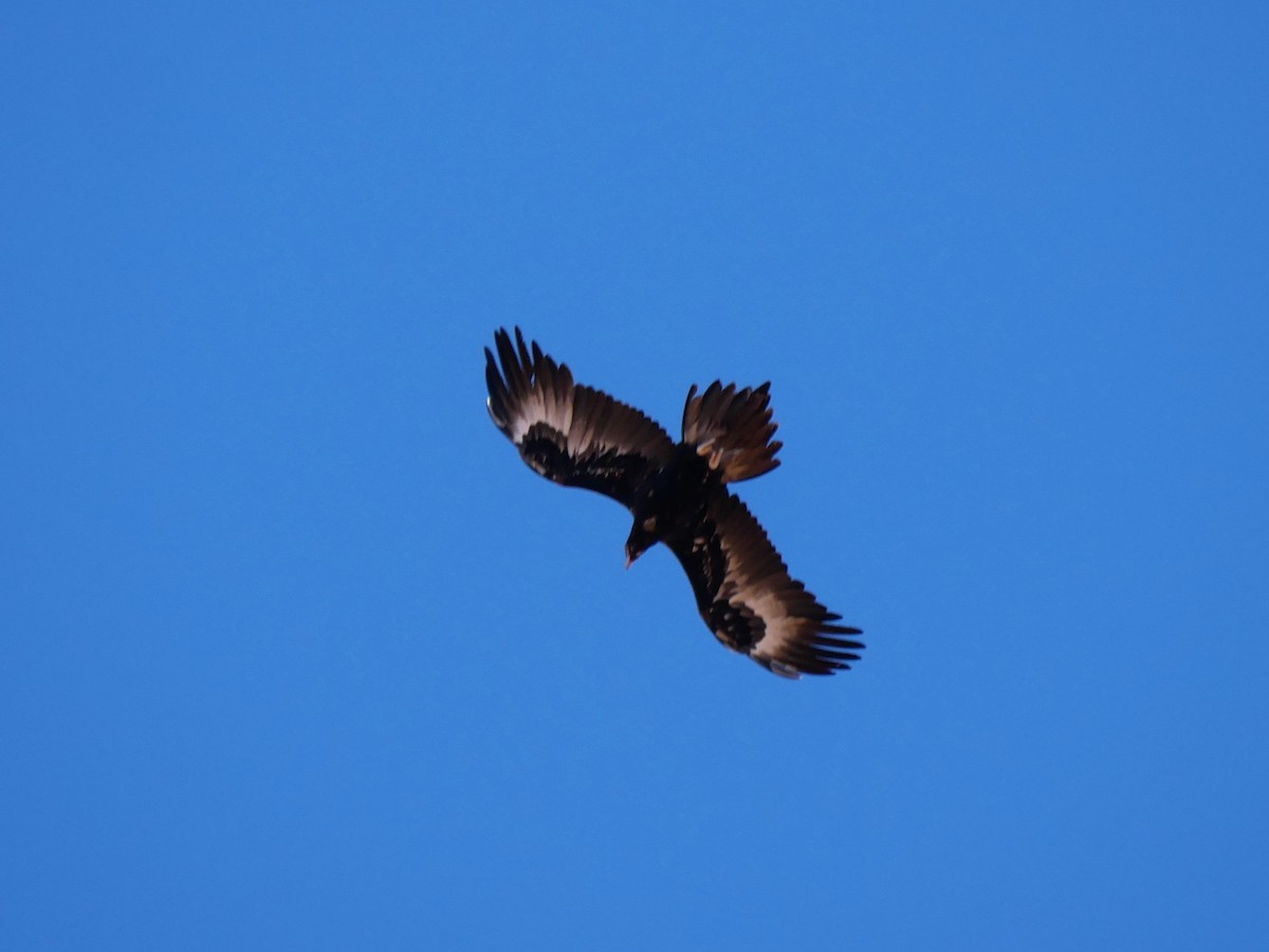 Wedge-tailed Eagle - ML607083021